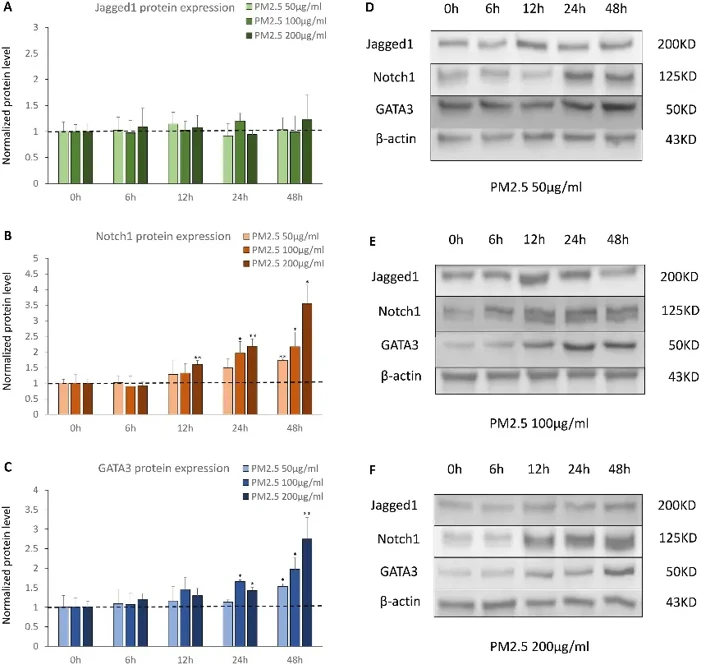 The protein expression of Notch1-GATA3 pathway during acute PM2.5 exposure.