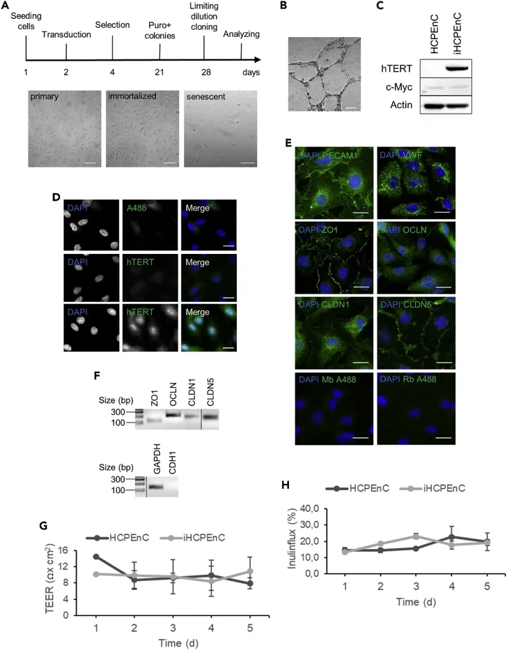 Morphological and functional characteristics of the iHCPEnC.