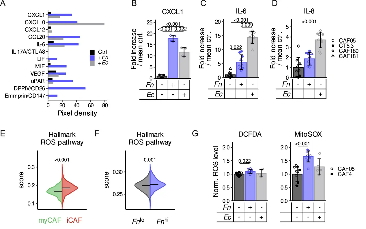 F. nucleatum-exposed CAFs exhibit enhanced production of inflammatory cytokines and increased metabolic activity.