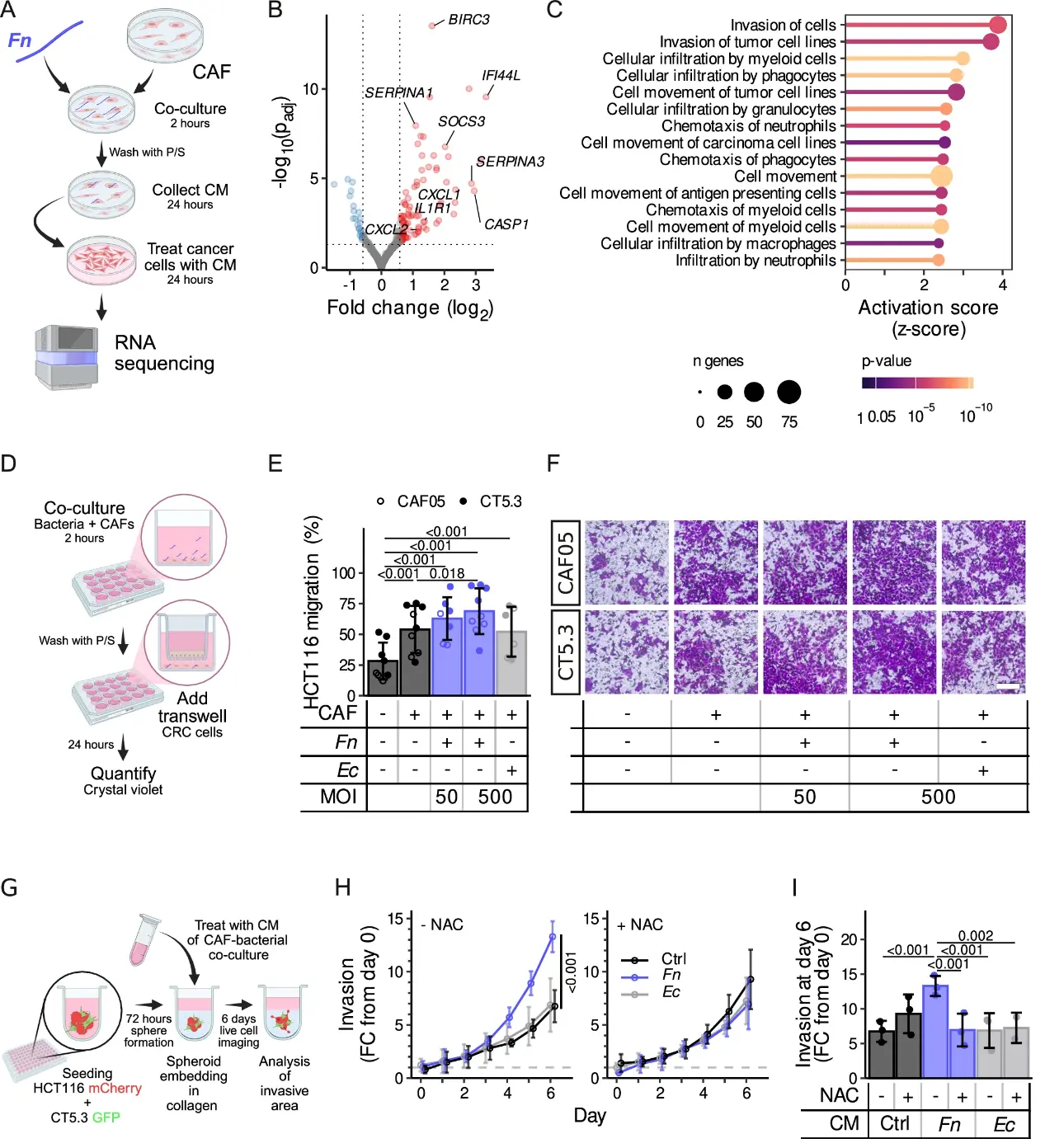 F. nucleatum promotes CAF-induced migration and invasion of tumor cells.