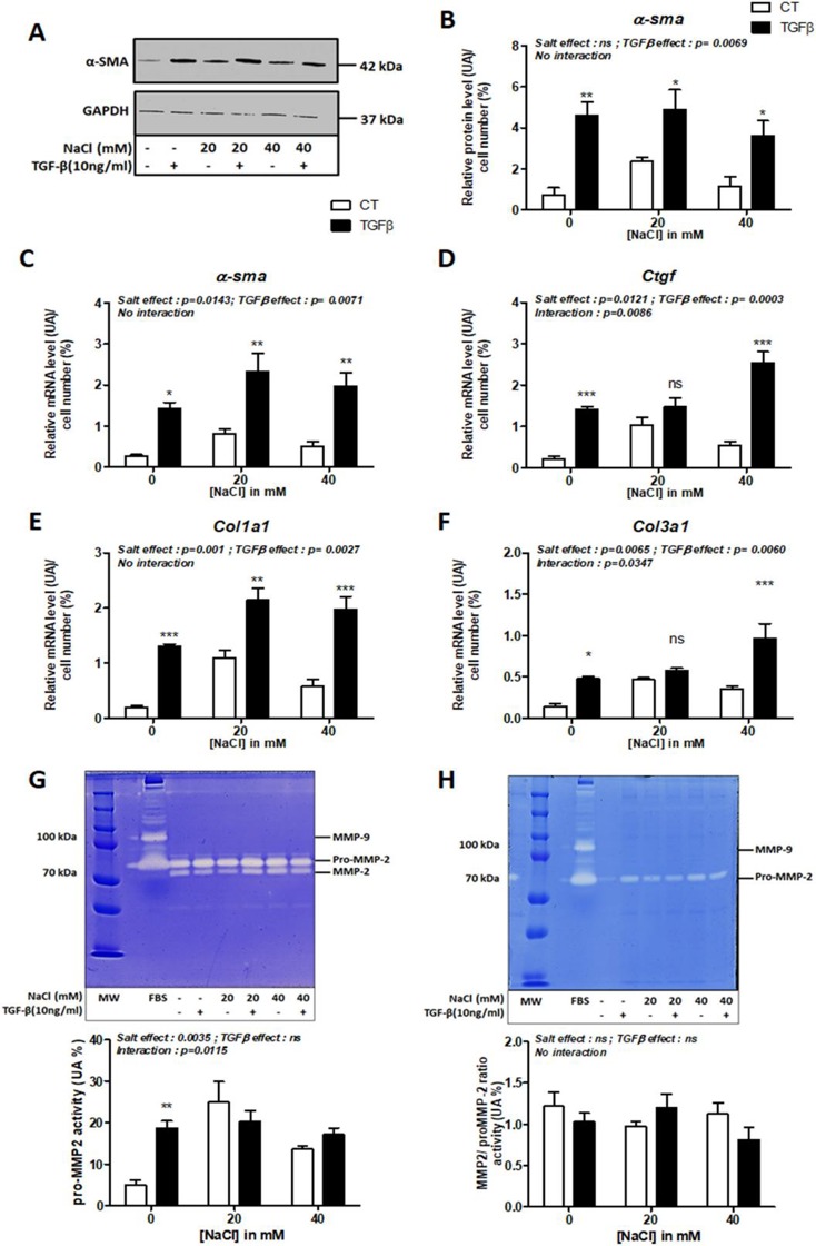 NaCl effect on CCD-18Co fibroblast cells in response to TGF-β.