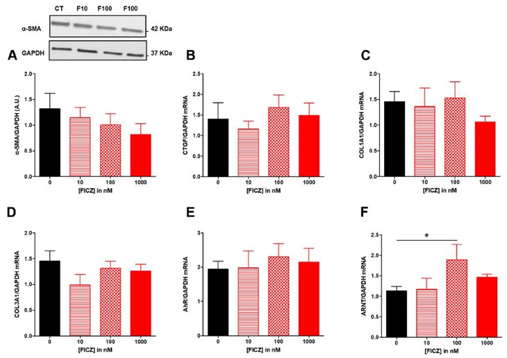 Effect of increasing concentrations of FICZ from 10 to 100 nM on fibrosis markers in TGF-β-stimulated colonic fibroblasts CCD-18Co.