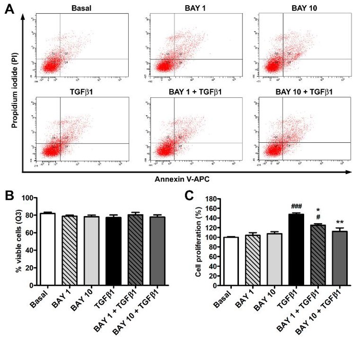 The sGC stimulator BAY 41-2272 does not affect human conjunctival fibroblast viability and inhibits TGFβ1-induced cell proliferation.