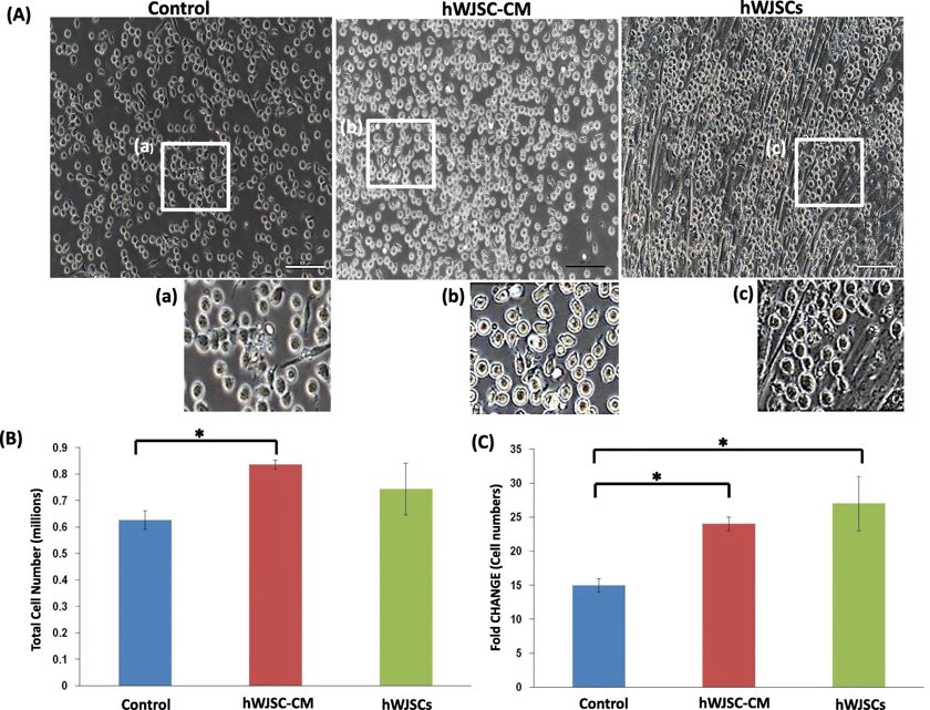 Culture of UCB CD34+ cells with hWJSC-CM and hWJSCs