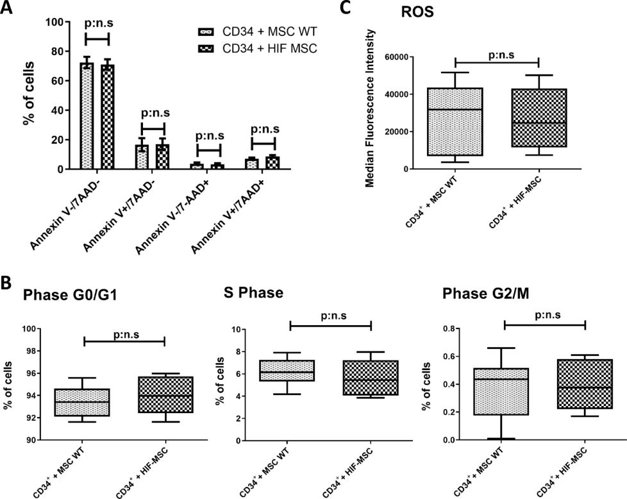 Viability, proliferation and ROS expression in CD34+ cells after co-culture with MSC WT or HIF-MSC.