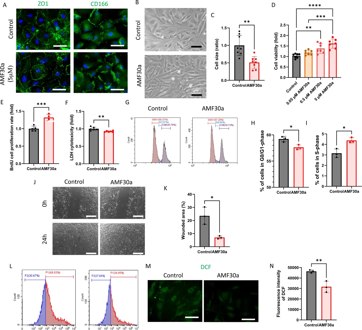 AMF30a promotes in vitro proliferation of human corneal endothelial cells by suppressing oxidative stress.