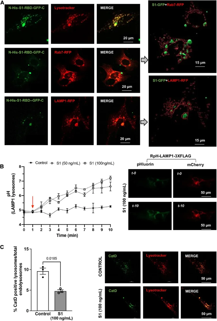 SARS-CoV2 S1 protein entered endolysosomes and induced lysosome dysfunction in human neurons.