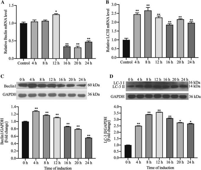 Effect of LPS on mRNA and protein expressions of Beclin1 and LC3 in hDPCs.