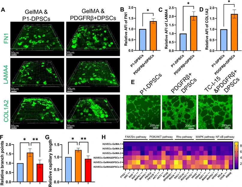 ECM protein secretion and angiogenic support by PDGFRβ+ DPSCs in GelMA Hydrogels