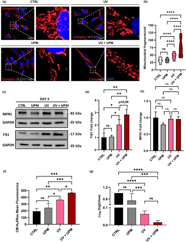UV + UPM conditions induced mitochondrial fragmentation.
