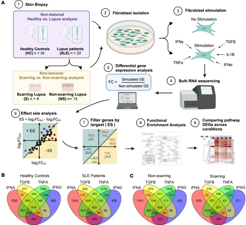 Schematic of fibroblast isolation, culture, and differential gene expression analysis workflow.