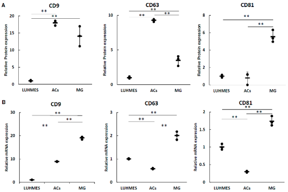 Expression analysis of tetraspanins associated with EVs.