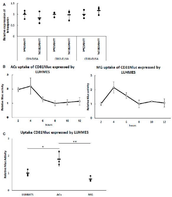 Uptake of LUHMES-derived EVs by ACs and MG.