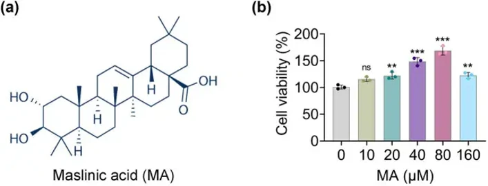 MA accelerated cell viability of HGSMCs.