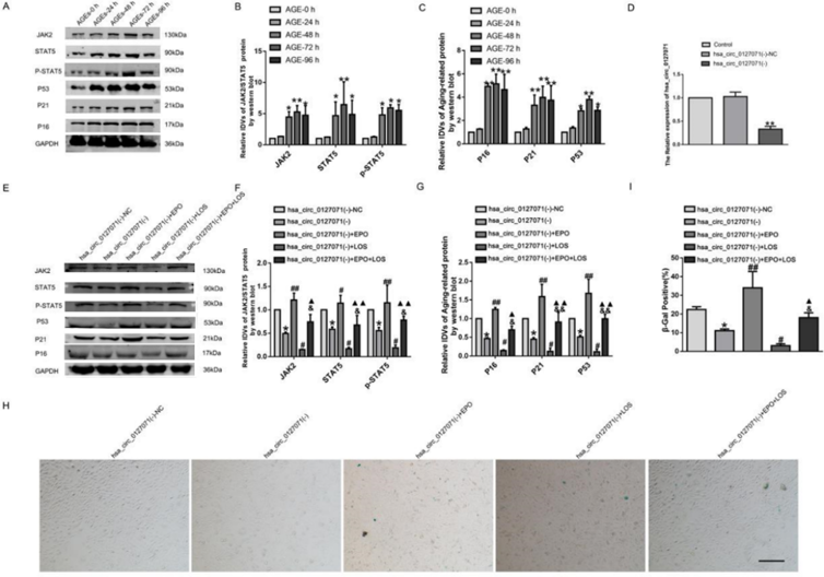 Knockdown of hsa_circ_0127071 inhibited senescence of HGMCs.
