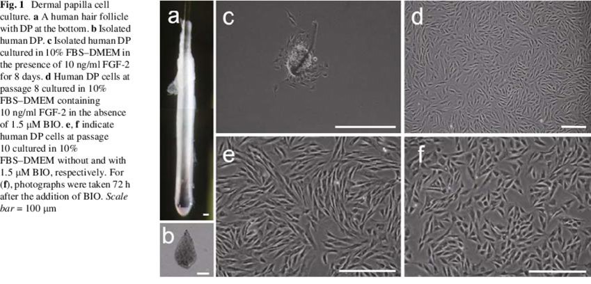 Human dermal papilla cell culture.