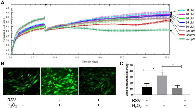 RSV promotes proliferation of cultured hDPCs and protects hDPCs against oxidative stress.