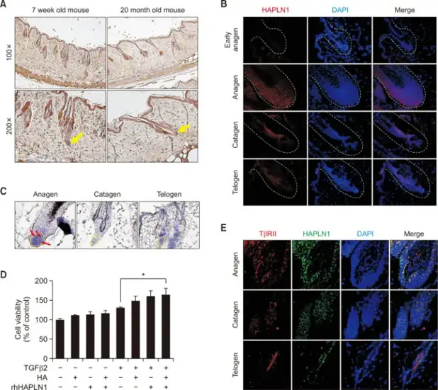 Expression of HAPLN1 indifferent stages of hair growth cycle and HAPLN1 enhanced the proliferation of HHGMCs.
