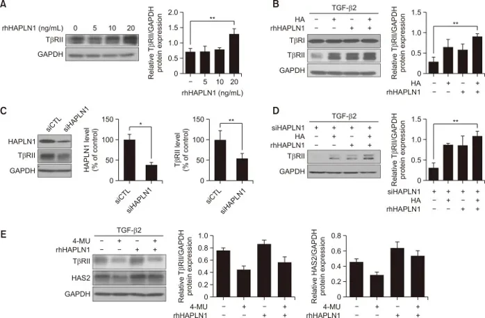 rhHAPLN1 and/or HA increased TβRII levels expression in HHGMCs.