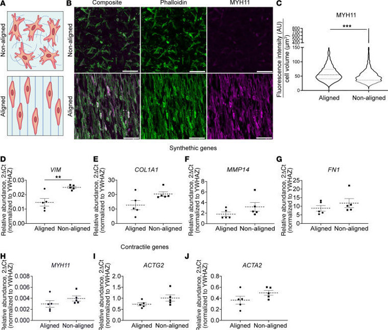 HISMC cultured on aligned nanofibrous spun scaffolds had more MYH11 protein and less VIM mRNA compared with HISMC cultured on nonaligned scaffolds.