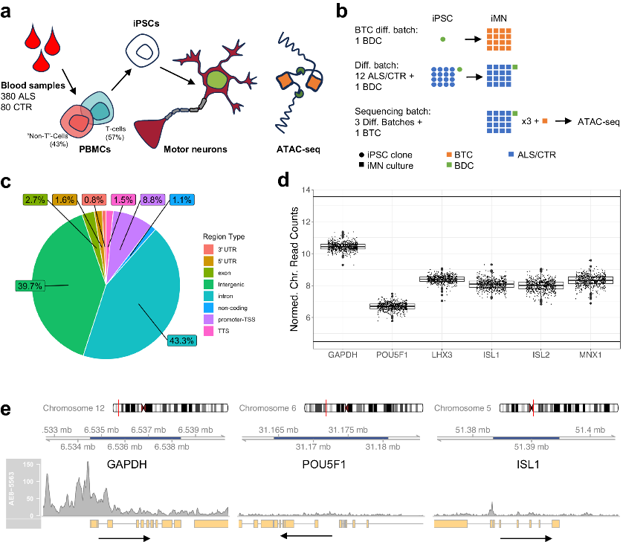 Answer ALS ATAC-seq data.