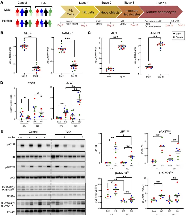 Directed differentiation of iHeps. (A) Schematic of iPS cell differentia...