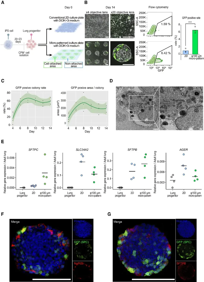 Micro-patterned culture of human iPSC-derived alveolar epithelial cells.