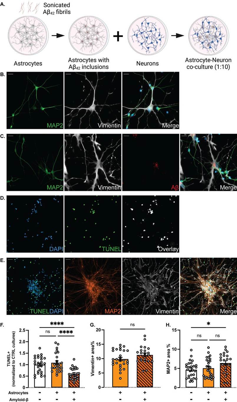 Co-cultures of neurons and Aβ-exposed astrocytes contain fewer apoptotic cells.