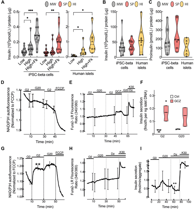 Human iPSC-derived beta cells have an immature functional phenotype in vitro.