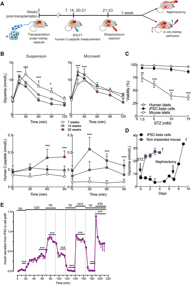 Human iPSC-derived beta cells acquire a mature functional phenotype in vivo.