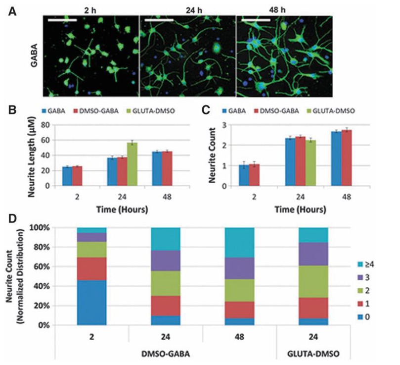 Time course of neurite outgrowth in GABA and GLUTA neuron cultures. hiPSC-derived GABA neurons were evaluated at 2, 24, and 48 hours postplating, and GLUTA at 24 hours.