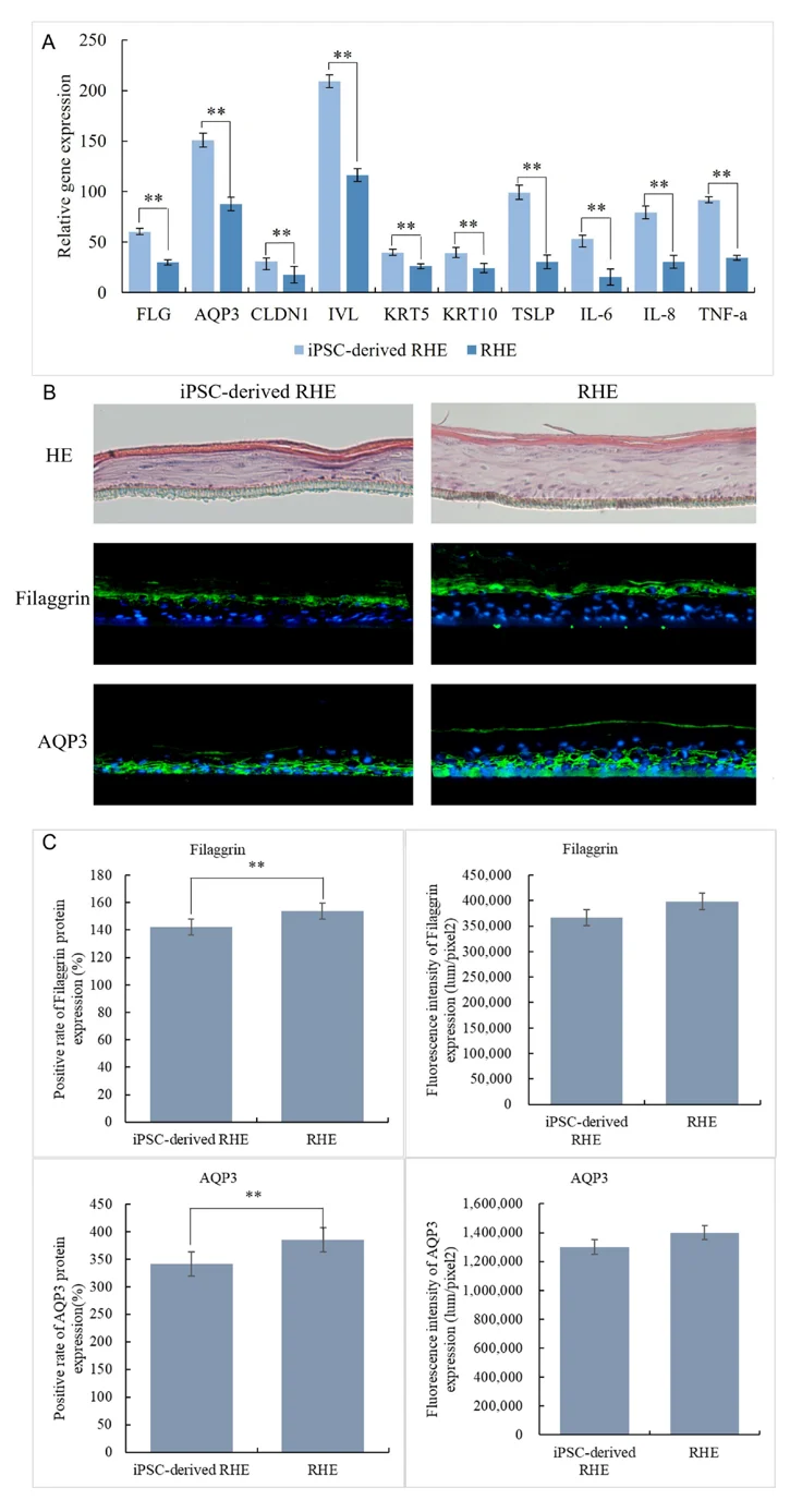 Reconstructed epidermal skin model and immunofluorescence staining.