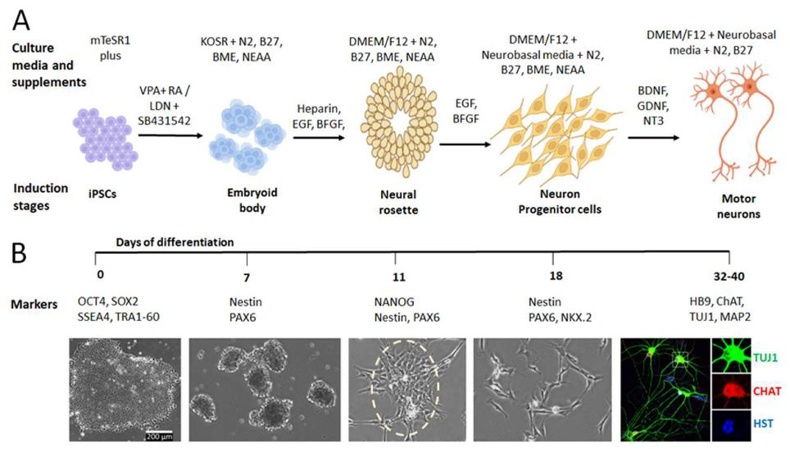 Generation of iPSC-derived MNs.