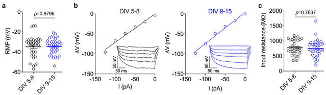 Passive membrane properties of iPSC-derived motor neurons.