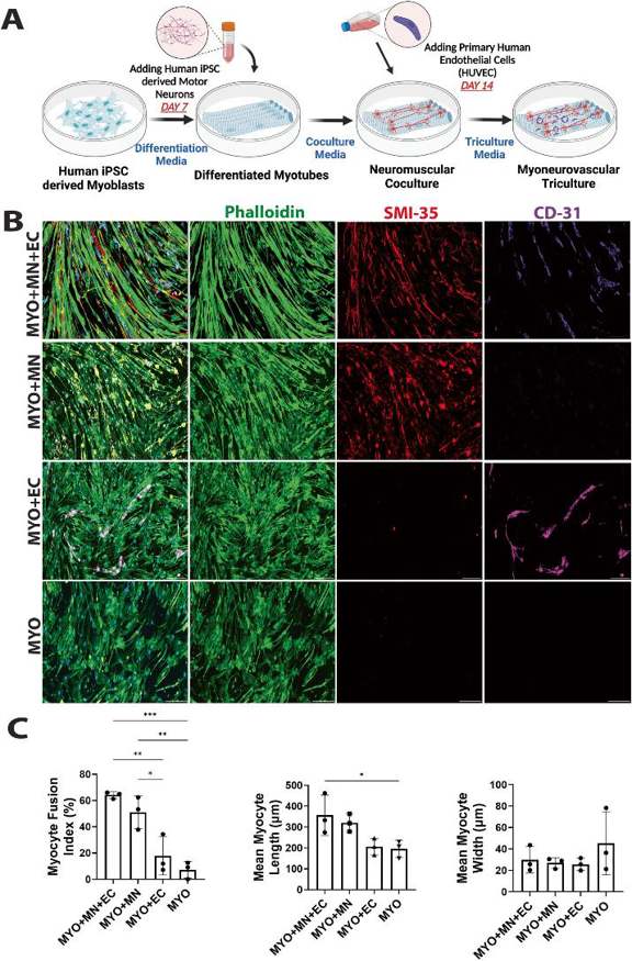 Development and morphological characterization of myoneurovascular tri-culture.
