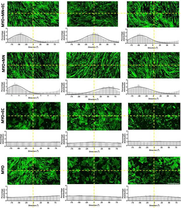 Motor neurons promote alignment of skeletal myocytes.