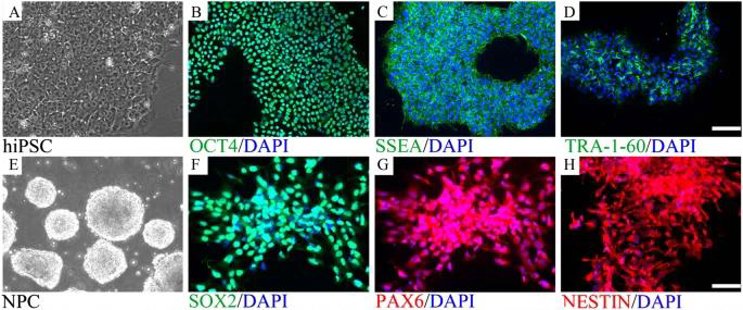 Neural progenitor cells (NPCs) were differentiated from hiPSCs.