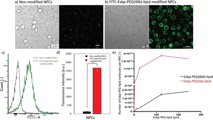 Analysis of cell surface modification of NPCs with Esbp-PEG-lipid.