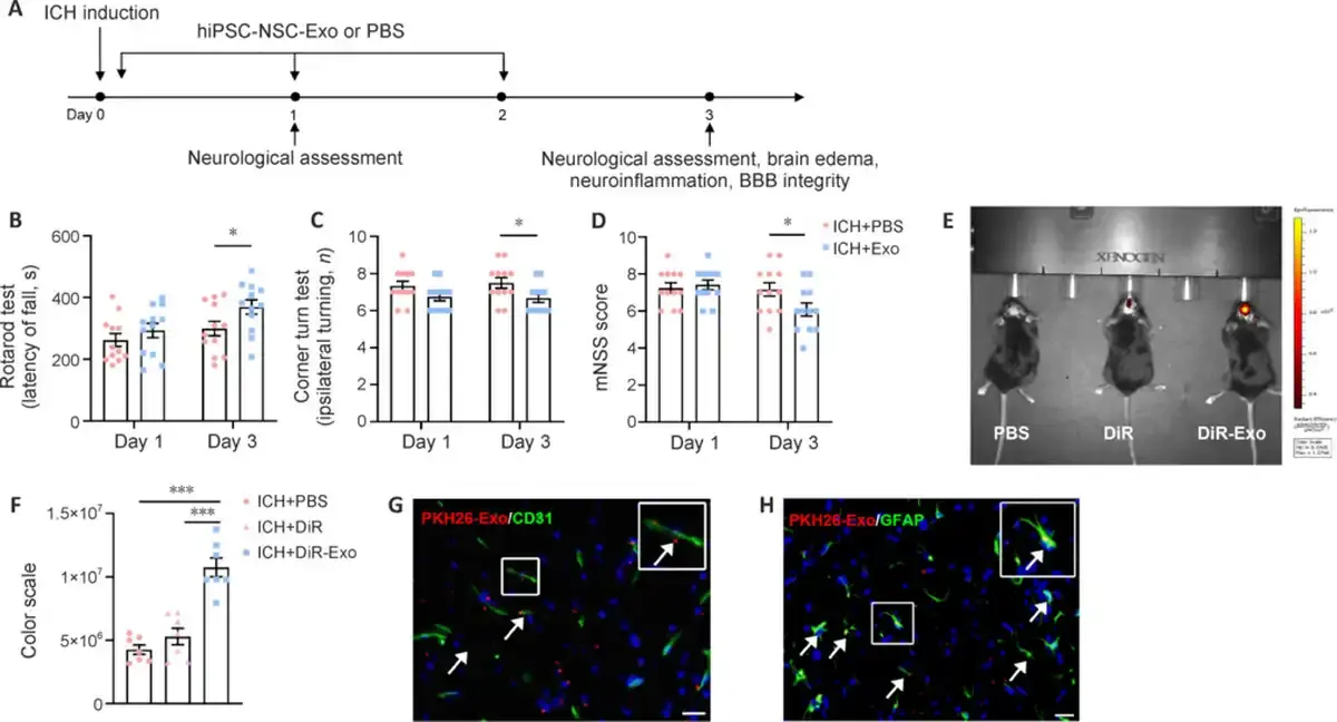 hiPSC–NSC–Exos reach ICH lesions and ameliorate neurological deficits in ICH mice.