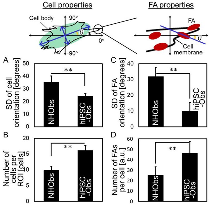 Estimation of the properties of cells and focal adhesions (FAs).