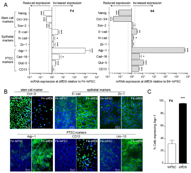 Changes in expression of differentiation markers in F4- and b4-hiPSC differentiated into proximal tubular epithelial cell-like cells (PTELC)