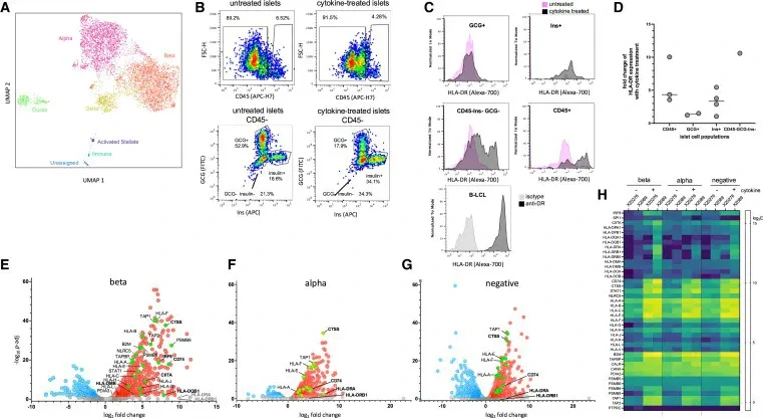Motor neurons and endothelial cells additively promote development and fusion of human iPSC-derived skeletal myocytes