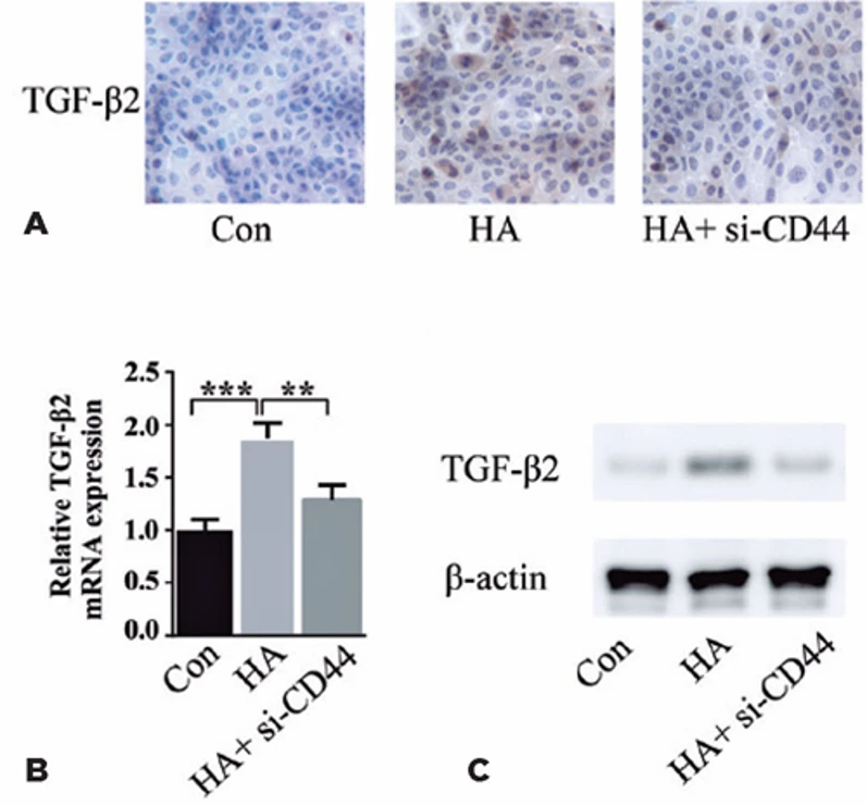 HA regulates TGF-β2 expression through CD44.