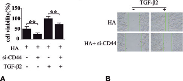 The role of CD44 in TGF-β2 migration enhancement in LECs.