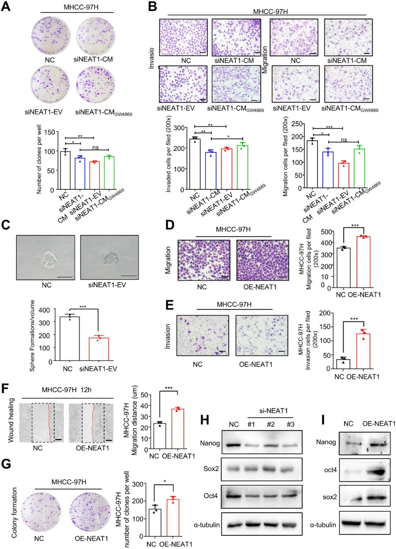 NEAT1 in CAFs derived EVs promotes HCC stemness capacity.