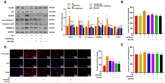 1,25(OH)2D3 Inhibits HG-Induced Pyroptosis in HLSECs to Protect Against Hepatic Sinusoidal Capillarization.