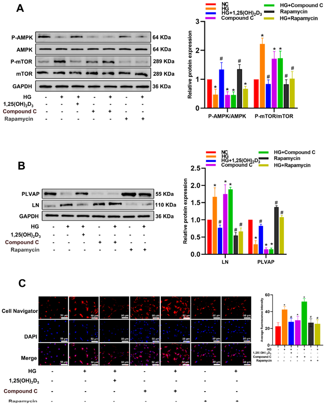 1,25(OH)2D3 May Control Autophagy Through the AMPK/mTOR Pathway to Prevent Pyroptosis and Hepatic Sinusoidal Capillarization.