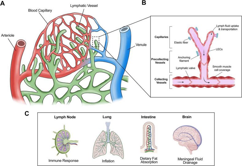 Structure and general functions of lymphatic vessels.