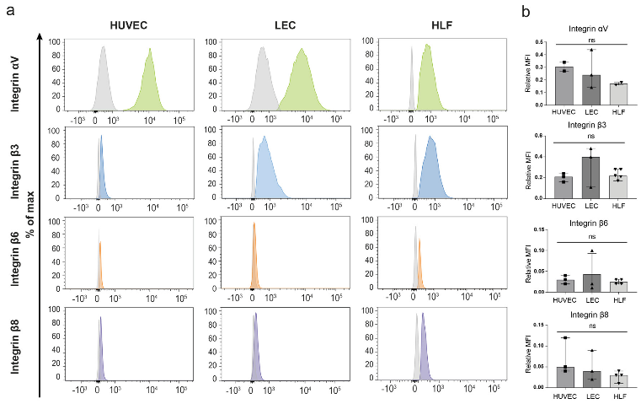 Evaluation of GARP integrins partners in HUVEC, LEC, and HLF cells cultured in basal condition.