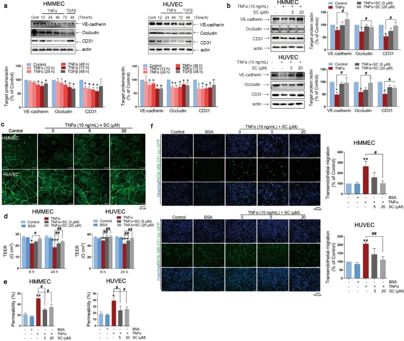 SC rescued the TNFα-induced endothelial barrier dysfunction in vitro.
